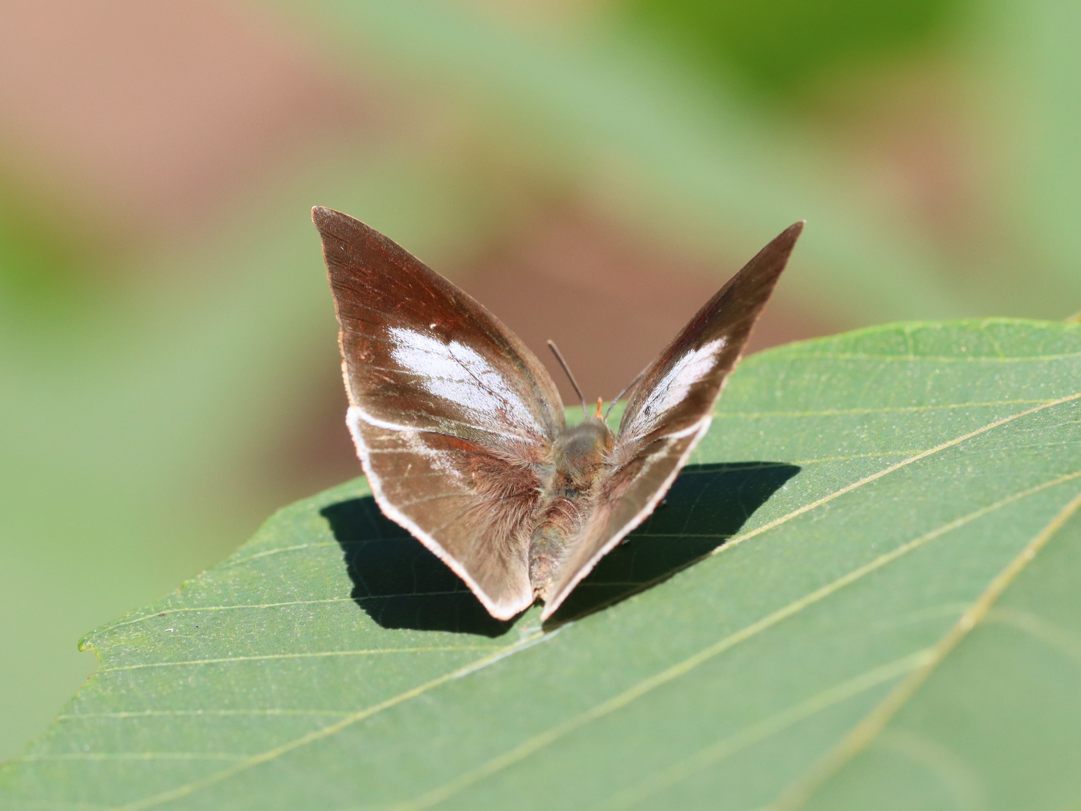 ウラギンシジミ